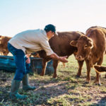 Les clés d’une bonne gestion de l’eau dans un élevage bovin