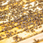 Les produits dérivés de la ruche et leurs utilisations