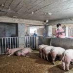 L’impact de la sélection génétique sur la productivité des porcs