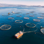 L’impact de la surpêche sur le développement de la pisciculture : trouver un équilibre pour la durabilité des ressources aquatiques