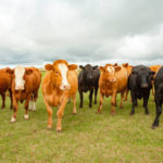 Comment mettre en place un programme de surveillance sanitaire efficace dans un troupeau bovin
