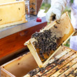 Les risques pour la santé des apiculteurs