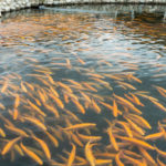 Les applications de la génomique dans l’amélioration des stocks de poissons en pisciculture