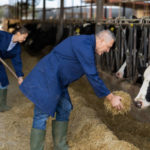 Conseils pour améliorer la santé et le bien-être des bovins dans votre exploitation