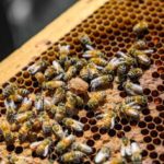 Les recherches scientifiques récentes sur les abeilles et leurs implications