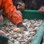 Les avantages nutritionnels des poissons d’élevage par rapport aux poissons sauvages