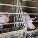 Les réglementations sanitaires et de bien-être animal dans l’élevage porcin