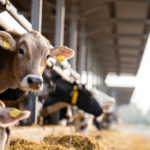 Astuces pour réduire les risques de problèmes de santé liés à la suralimentation chez les bovins