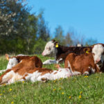 Astuces pour gérer efficacement la reproduction naturelle dans un élevage bovin