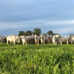Conseils pour la gestion de la fertilisation et de la gestion des sols dans les pâturages bovins