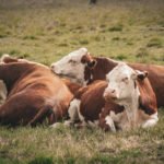 Les stratégies pour maintenir une bonne santé reproductive dans un troupeau bovin