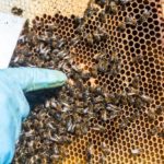 Les stratégies pour minimiser le stress des abeilles pendant la manipulation des ruches