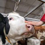 Les stratégies pour minimiser le stress lors du transport des bovins
