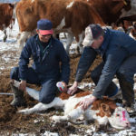 Les meilleures pratiques pour l’aménagement des installations et des équipements dans une exploitation bovine