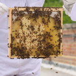 Les avantages de la certification biologique pour les produits apicoles