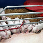 Les méthodes de gestion du stress chez les porcs en élevage