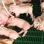 L’importance de la génétique dans l’élevage porcin moderne