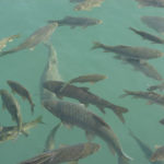 Les méthodes alternatives de contrôle des ravageurs dans la pisciculture