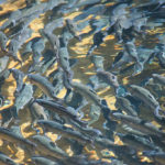 Les initiatives de gestion de l’empreinte carbone dans la pisciculture