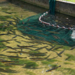 Les méthodes de reproduction des poissons en élevage : une approche essentielle pour la pisciculture moderne