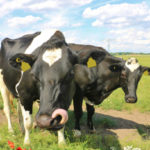 Les avantages de l’intégration de la gestion holistique dans un élevage bovin