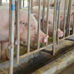 Les avantages et les inconvénients des systèmes d’alimentation automatisés pour les porcs