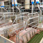 L’importance de la qualité de l’eau dans l’élevage porcin