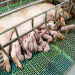 Les pratiques de gestion de la reproduction chez les truies en élevage industriel