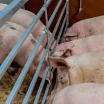 L’utilisation des hormones de croissance dans l’industrie porcine : avantages et inconvénients