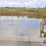 L’importance cruciale de la qualité de l’eau en pisciculture : un élément déterminant pour le succès de l’élevage