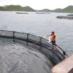 Les techniques de reproduction artificielle dans la pisciculture : un outil essentiel pour la production aquacole