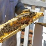 Les techniques d’élevage de reines d’abeilles : un pilier de la santé de la colonie