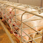 Les enjeux éthiques liés à l’élevage porcin intensif