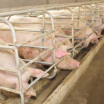 L’impact de l’environnement sur le bien-être des porcs en élevage intensif