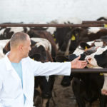 Les méthodes de prévention des maladies les plus courantes chez les bovins