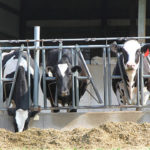 Les clés d’une stratégie de gestion des déchets efficace dans un élevage bovin