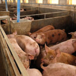 Les méthodes de contrôle des parasites chez les porcs