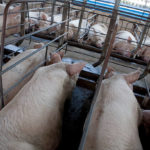Les systèmes de logement alternatifs pour les porcs en élevage intensif