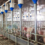 L’utilisation des antibiotiques dans l’alimentation des porcs : alternatives et réglementations