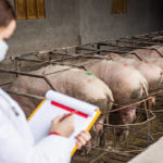 L’utilisation des enzymes dans l’alimentation des porcs pour améliorer la digestibilité