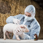 Les techniques de manipulation et de contention des porcs en toute sécurité