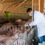 L’effet des antibiotiques sur la santé des porcs et les alternatives possibles