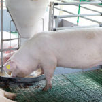 L’impact de l’élevage porcin sur la biodiversité et les écosystèmes locaux
