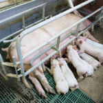 Les meilleures stratégies pour réduire le stress lors du transport des porcs