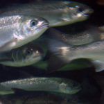 Les initiatives de développement de l’aquaculture biologique