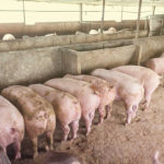 L’avenir de l’élevage porcin : tendances et innovations
