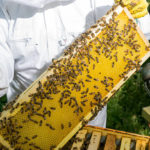 Les avantages de l’apiculture biologique