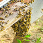 Les défis de la commercialisation des produits apicoles