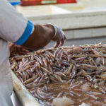 Les stratégies pour minimiser l’utilisation d’antibiotiques en pisciculture