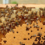 Les initiatives de surveillance et de suivi des populations d’abeilles